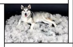 毛質差、過度脫毛？華興重磅推出犬美毛處方糧